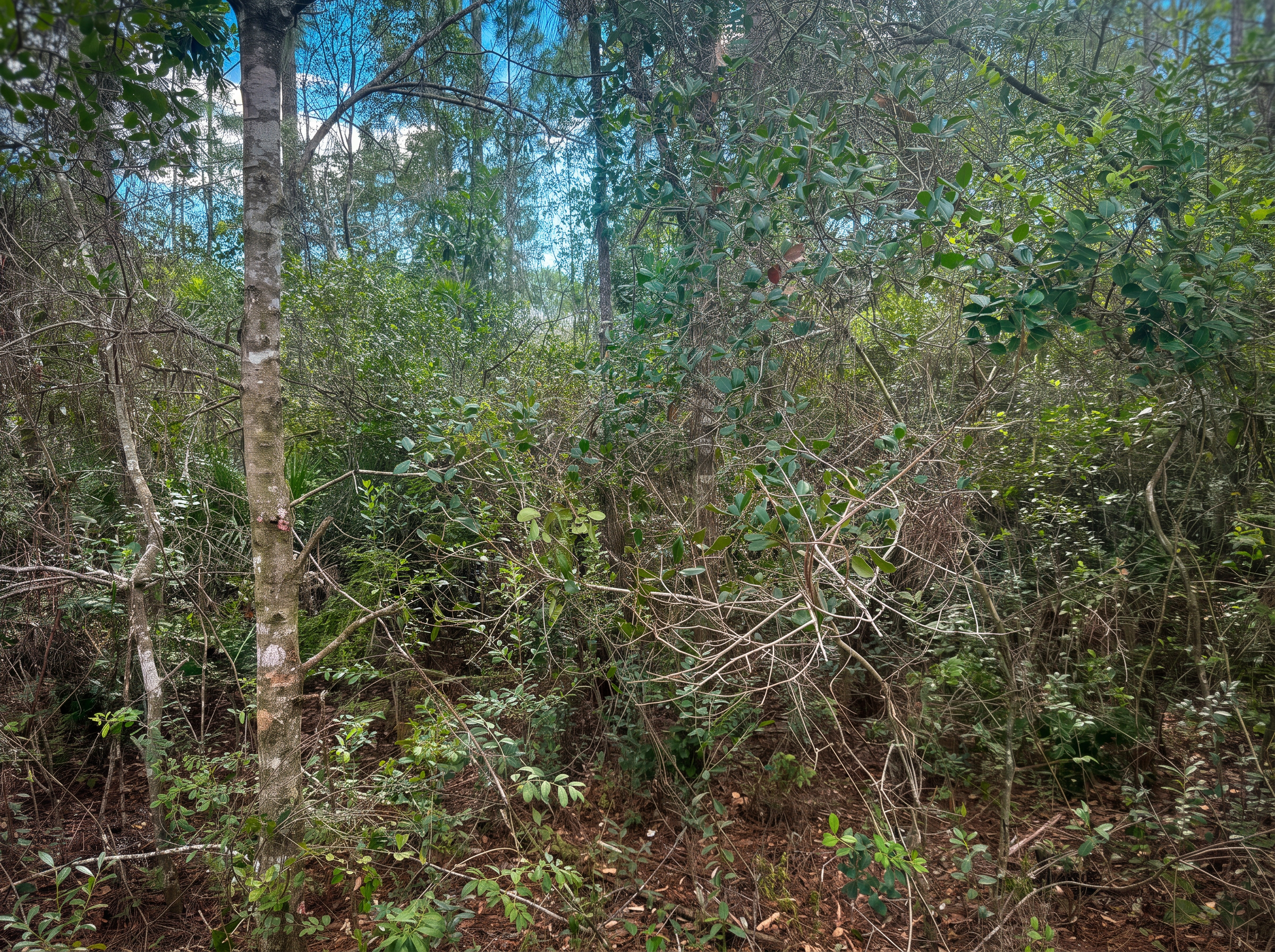 Forestry Mulching in Jacksonville, FL by Champs Outdoor Services — Before